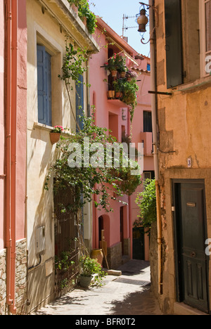 La città vecchia, Moure, Collioure, Pirenei Orientali Francia Foto Stock