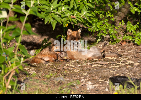 Vulpes vulpes - volpe rossa cub nel giardino urbano Foto Stock