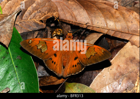 Euribates Scarlet-eye Butterfly (Dyscophellus euribates) skipper specie, in appoggio sulla foresta figliata di foglia, Alta Floresta, Brasile Foto Stock