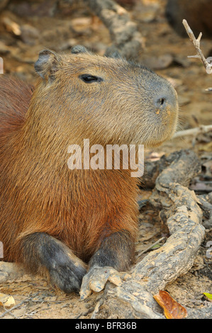 Capibara (Hydrocoerus hydrocaerus) ritratto che mostra le gambe anteriori e i piedi, Pantanal, Brasile. Foto Stock