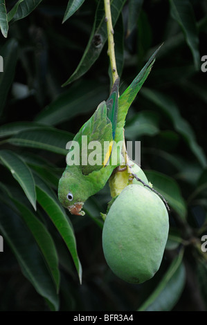 Canarie-winged parrocchetto (Brotogeris versicolorus) alimentazione sul mango fruit, Pantanal, Brasile Foto Stock