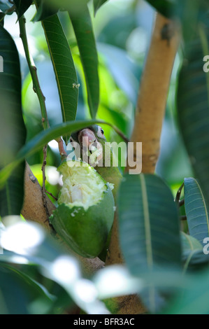 Canarie-winged parrocchetto (Brotogeris versicolorus) alimentazione sul mango fruit, Pantanal, Brasile Foto Stock