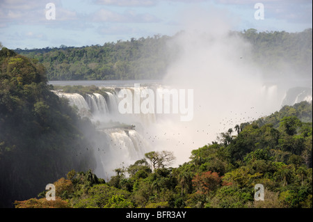 Grande Dusky rondoni (Cypseloides senex) gregge emergente dal roost dietro le cascate di Iguazu, Argentina Foto Stock