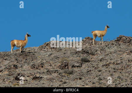 Guanaco (Lama guanicoe) coppia sulla cresta rocciosa, Los Cardones National Park, Argentina Foto Stock