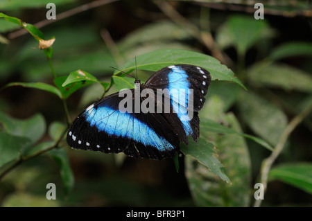 Helenor morfo Butterfly (Morpho helenor) in appoggio sulla lamina, ali stese aperto, Alta Floresta, Brasile. Foto Stock