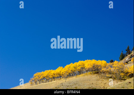 Autunno aspens lungo l'autostrada 40, Kananaskis Country, Alberta, Canada Foto Stock