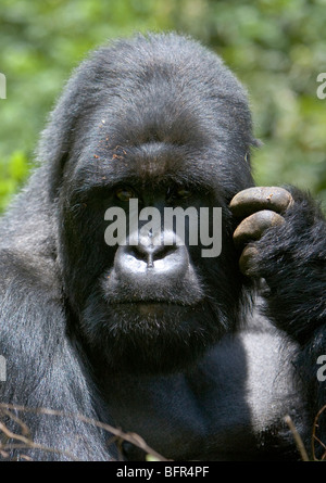 Gorilla di Montagna ritratto Foto Stock