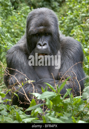 Gorilla di Montagna ritratto Foto Stock
