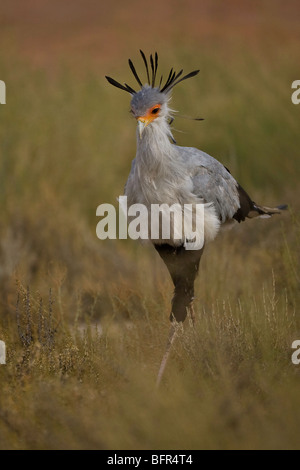Uccello di segretaria Foto Stock