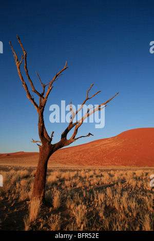 Sossusvlei scena con un lone albero morto e dune di sabbia Foto Stock