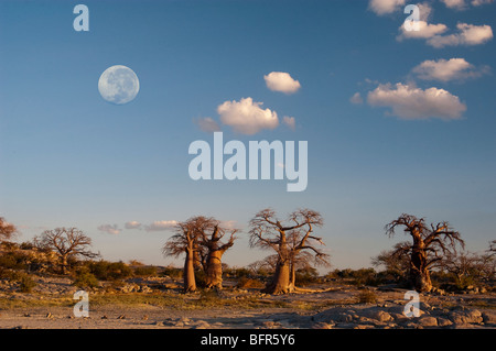 Alberi di baobab con luna piena a Kubu Island. Maggio 2006. Immagine composita manipolato digitalmente. Foto Stock
