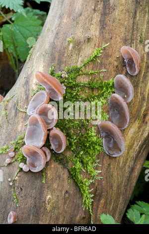 Giudeo orecchio del padiglione auricolare Auricularia-judae funghi corpi fruttiferi che cresce su un morto tronco di sambuco Foto Stock