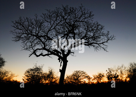 Sunset silhouette di leopard alimentazione su un kill in una struttura ad albero al tramonto Foto Stock