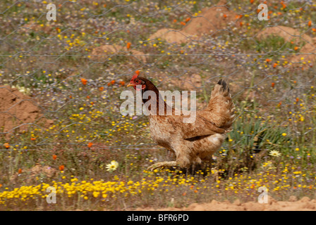 Pollo in esecuzione tra i fiori Foto Stock