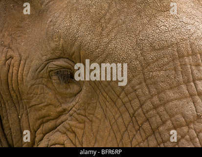 Close-up di un elefante's eye Foto Stock