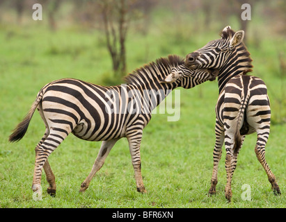 Due giovani zebre a giocare Foto Stock