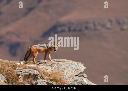 Black Backed Jackal permanente sulla sporgenza di roccia Foto Stock