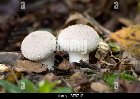 Puffball comune Lycoperdon perlatum crescente nella figliata di foglia Foto Stock