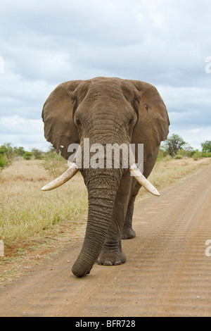 Vista frontale di un toro di elefante africano a camminare sulla strada di ghiaia Foto Stock