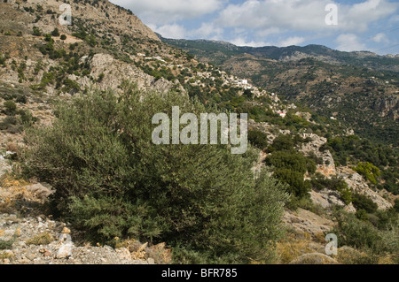 Dh Christos IERAPETRA Grecia CRETA Mountain olivo e hillside cretese alberi Olea europaea Foto Stock