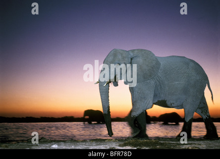 Elefante africano a waterhole al crepuscolo (Loxodonta africana) Foto Stock