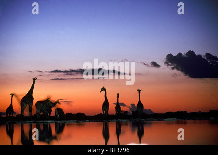 Giraffa meridionale sagome riflessa in un fiume al crepuscolo (Giraffa giraffa cameleopardalis) Foto Stock