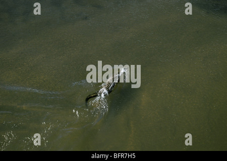 Vista aerea del coccodrillo del Nilo nel fiume Sabie (Crocodylus niloticus) Foto Stock