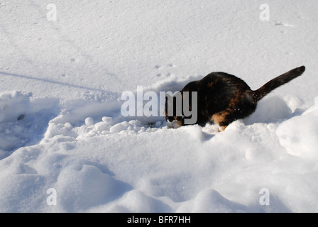 Cat giocare nella neve Foto Stock