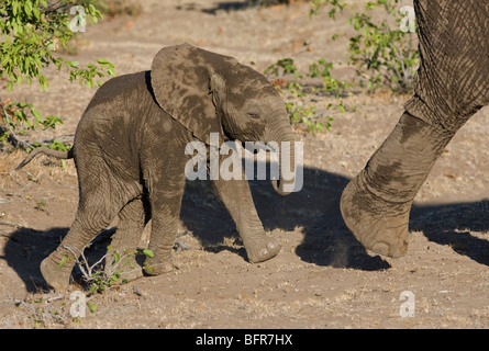 Elefante africano vitello seguendo la sua madre Foto Stock
