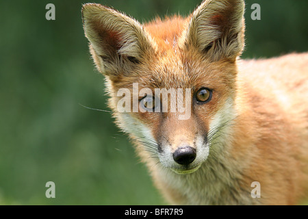 Close up di un fox cub il volto di guardare direttamente la fotocamera. Foto Stock