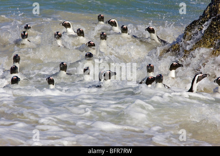 Pinguino africano di nuoto nel surf Foto Stock