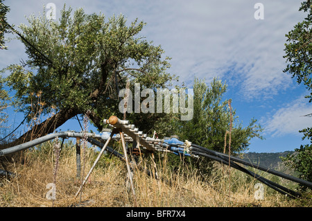 Dh Mythi agricoltura area Grecia CRETA acqua tubi di giunzione di dosaggio di acqua di irrigazione alimentazione per uliveti Foto Stock