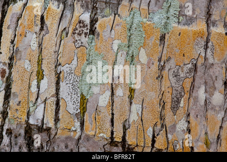 I licheni su Palm tree trunk, Mission Beach, Queensland, Australia Foto Stock
