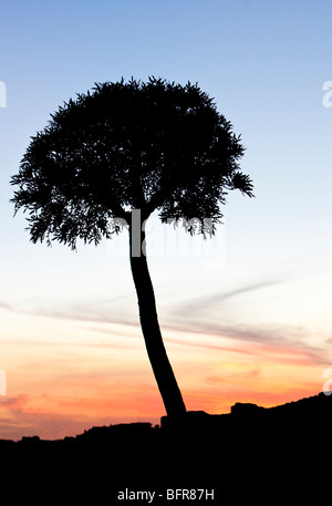 Tree stagliano al tramonto Foto Stock