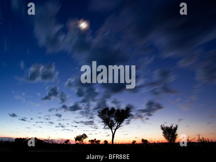 Tramonto con stagliano arbusti e sfocata luna dietro le nuvole grigio in movimento Foto Stock