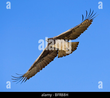 Aquila marziale in volo Foto Stock