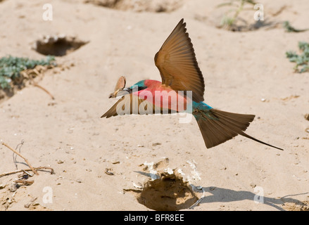 Southern carmine gruccione in volo con farfalla nel suo becco Foto Stock