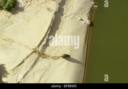 Vista aerea di ippopotamo sulle sponde del Fiume Sabie (Hippopotamus amphibius) Foto Stock