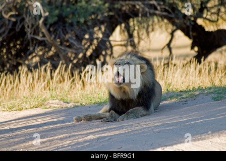 Nero-maned maschio di leone ruggente Foto Stock