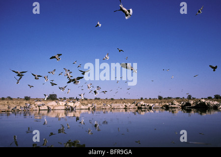 Capo Tortora (Streptopelia capicola) battenti in a bere ad un waterhole Foto Stock