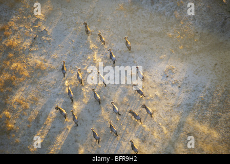 Vista aerea del blu gnu mandria in esecuzione (connochaetes taurinus) in il Nossob valley Foto Stock