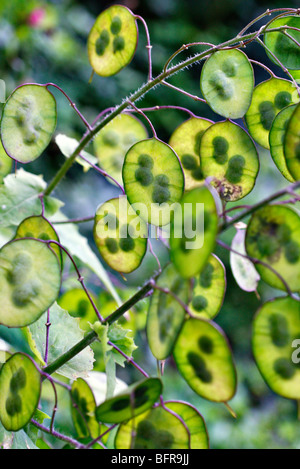 Sviluppo di Lunaria annua seedheads Foto Stock