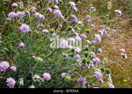 Knautia arvense - Field Scabious crescente sul soleggiato, verso sud bank Foto Stock