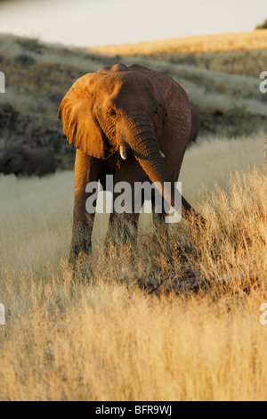 Elefante in piedi nella prateria a secco Foto Stock