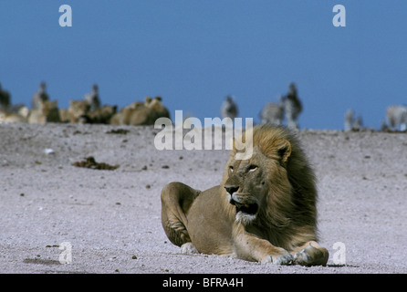 Zebra mandria aspettando pazientemente sullo skyline mentre un orgoglio di Lion (Panthera leo) giace intorno al fiume Foto Stock