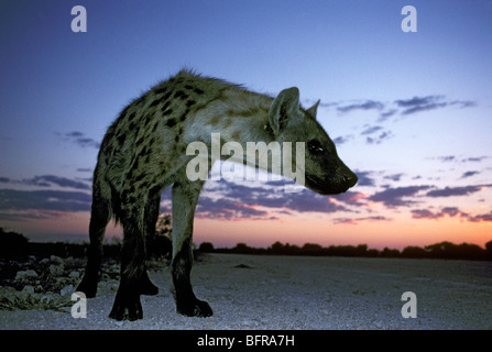 Spotted hyena nel crepuscolo (Crocuta crocuta) Foto Stock