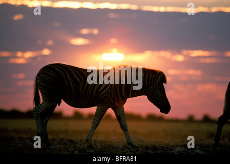 La Burchell zebra presso sunrise (Equus burchelli) Foto Stock