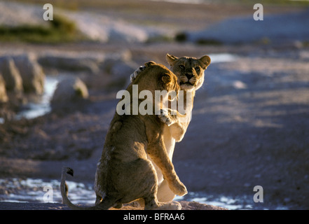 Lion giocare combattimenti (Panthera leo) Foto Stock