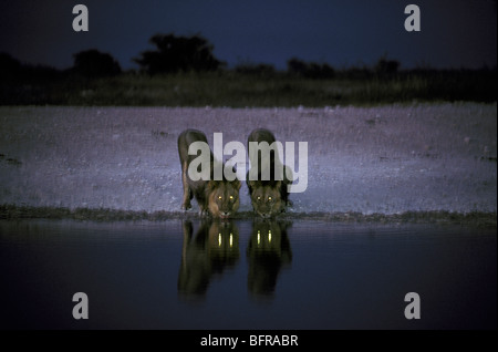 Due leoni maschio bere al tramonto (Panthera leo) con gli occhi che riflette nell'acqua Foto Stock