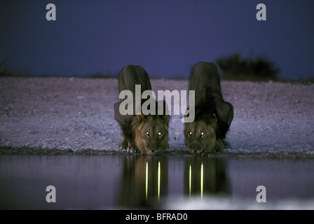 Due leoni maschio bere al tramonto (Panthera leo) con gli occhi che riflette nell'acqua Foto Stock